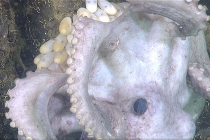 Octopus_Graneledone boreopacifica_2014_07_30