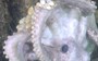 This hero octopus mom sits on her eggs for four and a half YEARS