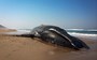 On the scene: Whale stranding near Durban, South Africa