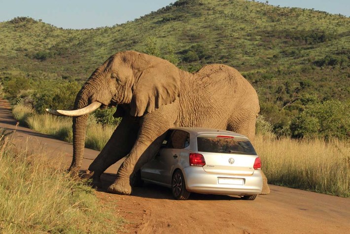 Elephant Car Scratch 4 2014 08 08