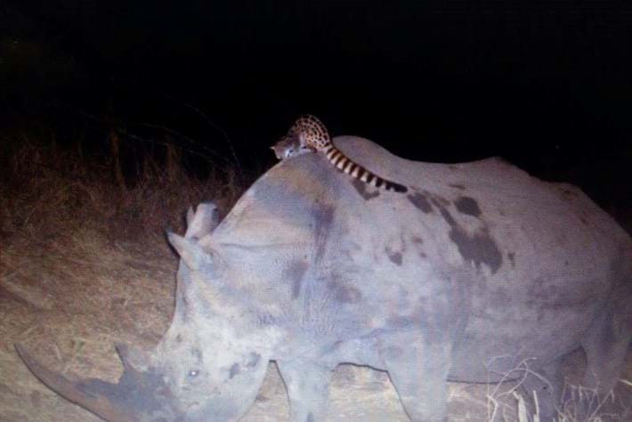 genet cat rides a rhino_2014_09_05