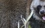 It’s a dog… It’s a raccoon… It’s a Tanuki!