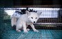 The fox says: “When I grow up, I’m going to be a fur collar.”