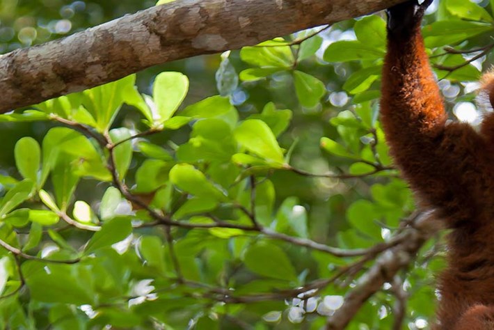 lemur header_2014_11_06