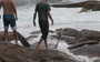 Giant sunfish washes up alive in South Africa