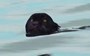Rare black jaguar's cross-river swim caught on camera in Brazil