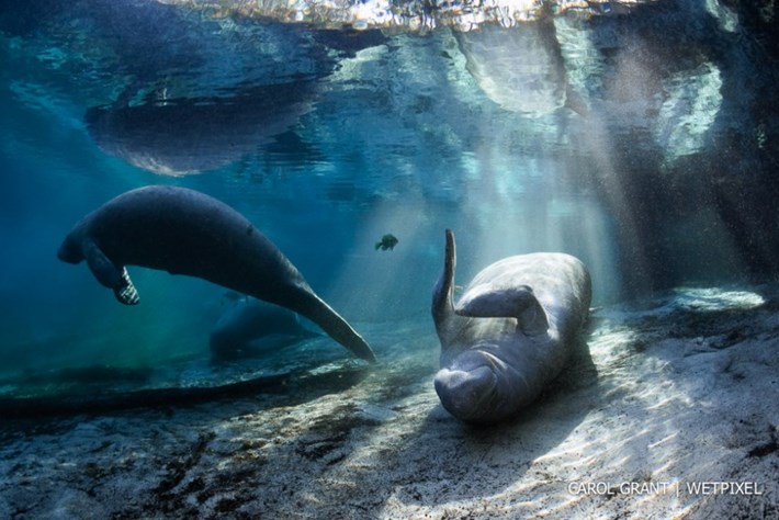 manatee-4-2015-2-16