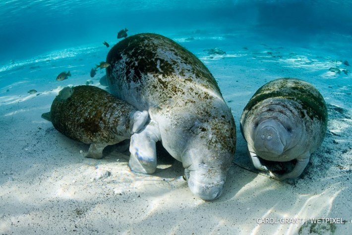 manatee-5-2015-2-16