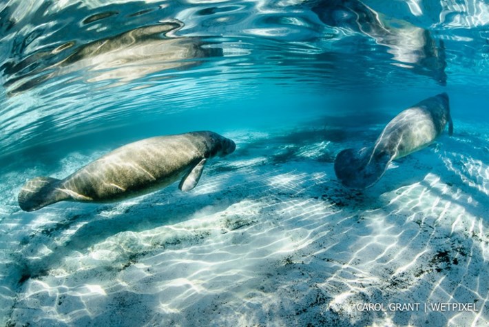 manatee-14-2015-2-16